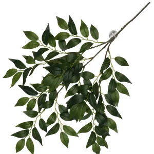 Hangende Plant Banyan